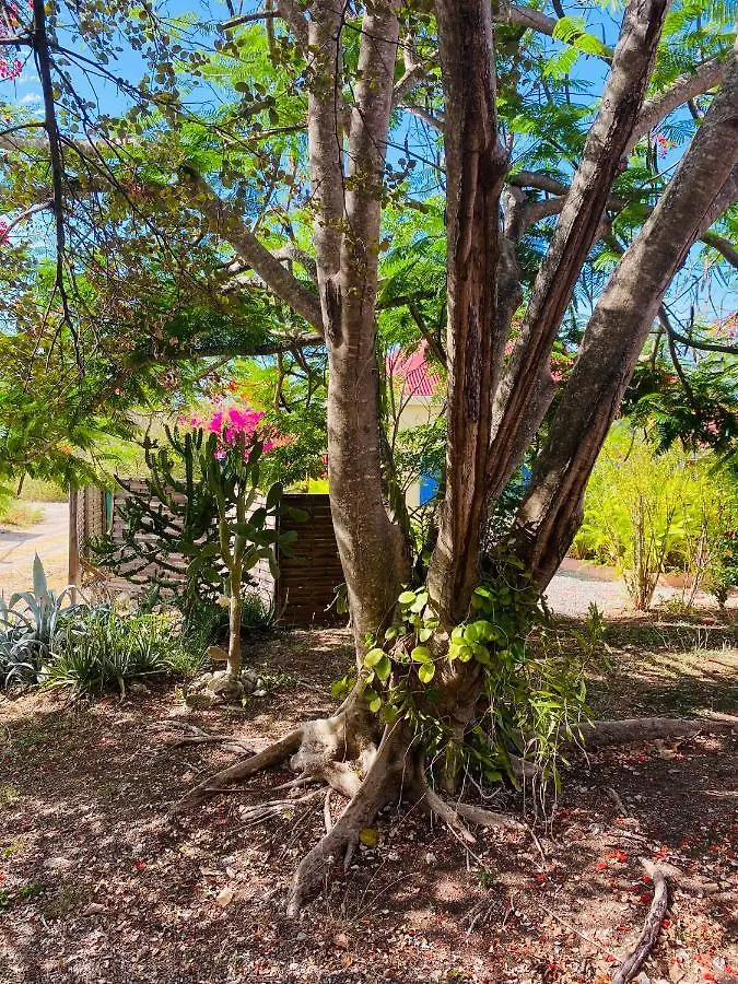 Bungalow De Charme , A Proximite De La Plage Apartment Cadet  Guadeloupe